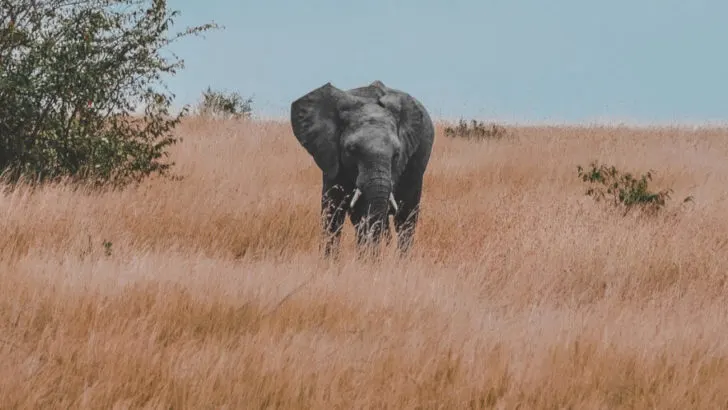 Das Finanzamt, Schneebälle und ein dicker Elefant