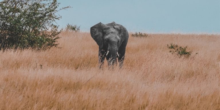 Das Finanzamt, Schneebälle und ein dicker Elefant