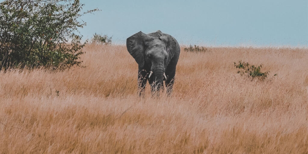 Das Finanzamt, Schneebälle und ein dicker Elefant