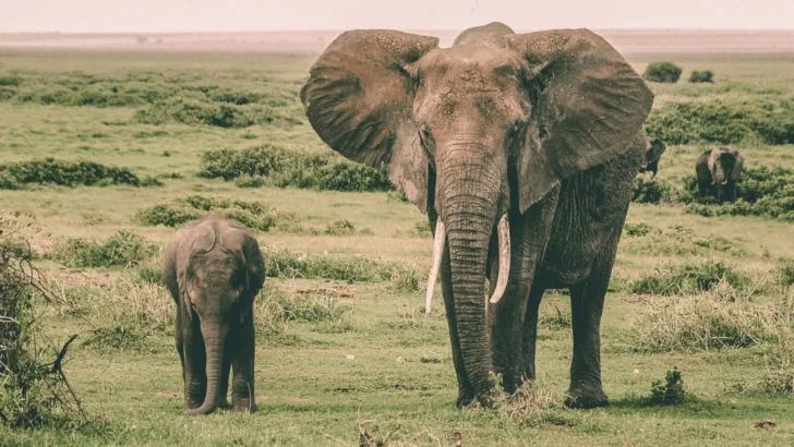 Von kleinen und Großen Elefanten