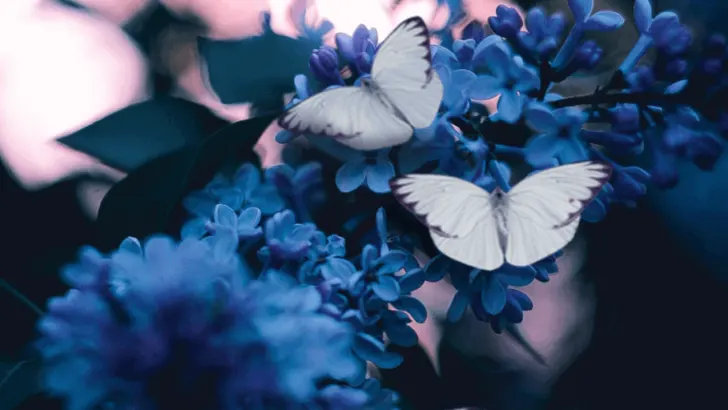 Von der Raupe zum Schmetterling