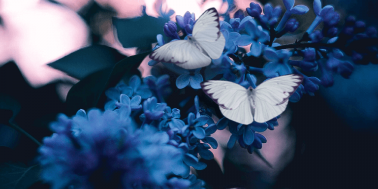 Von der Raupe zum Schmetterling