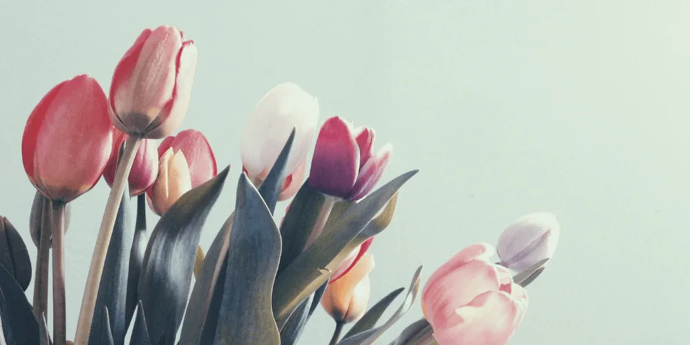 Was bedeuten Tulpen? Finde es auf unserem Blog heraus!