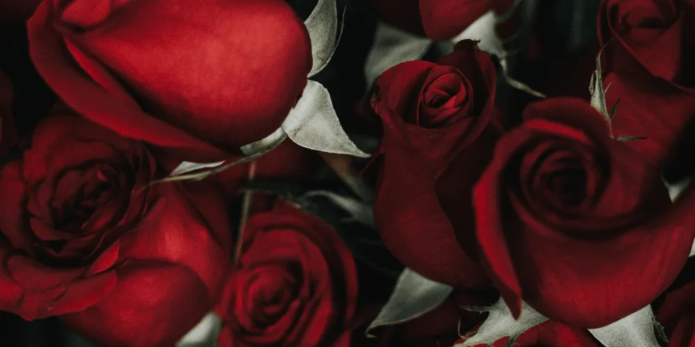 Was bedeuten Rote Rosen? Finde es auf unserem Blog heraus!