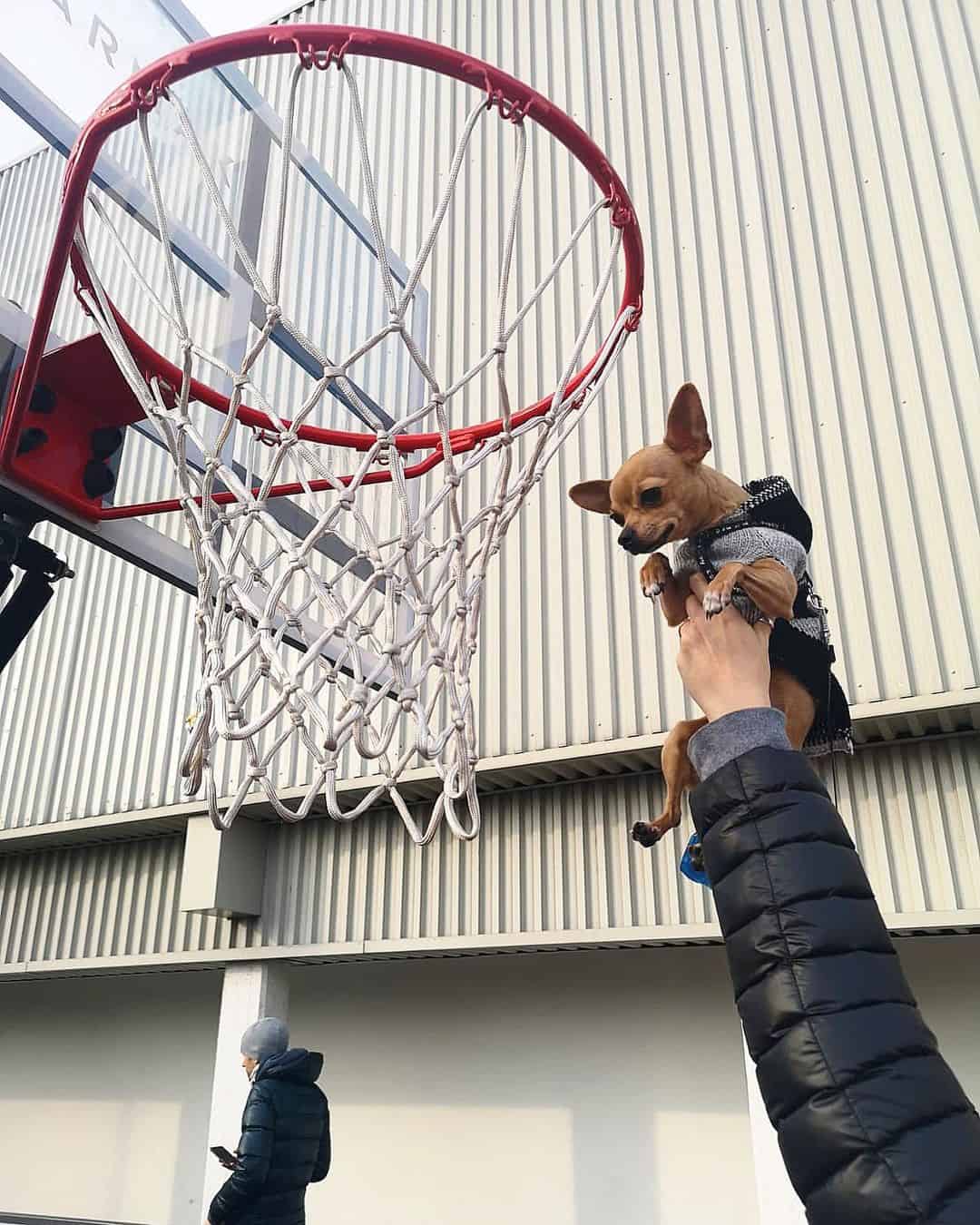 cooler Hund und Basketballkorb