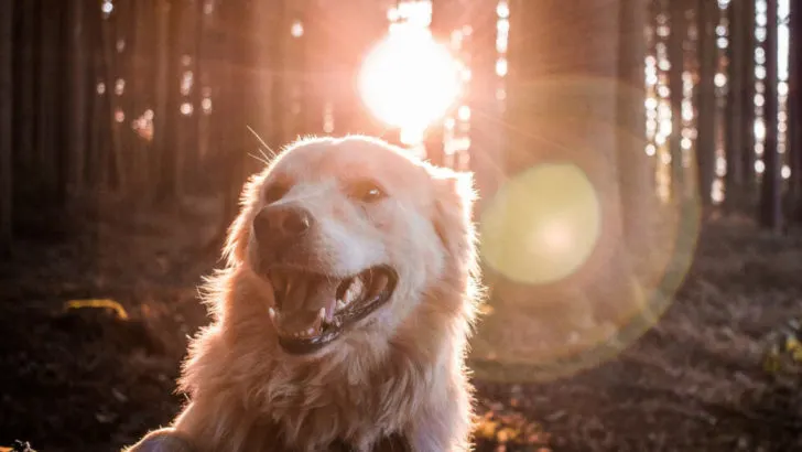 Ikigai: Das japanische Geheimnis für ein glückliches & erfüllendes Leben