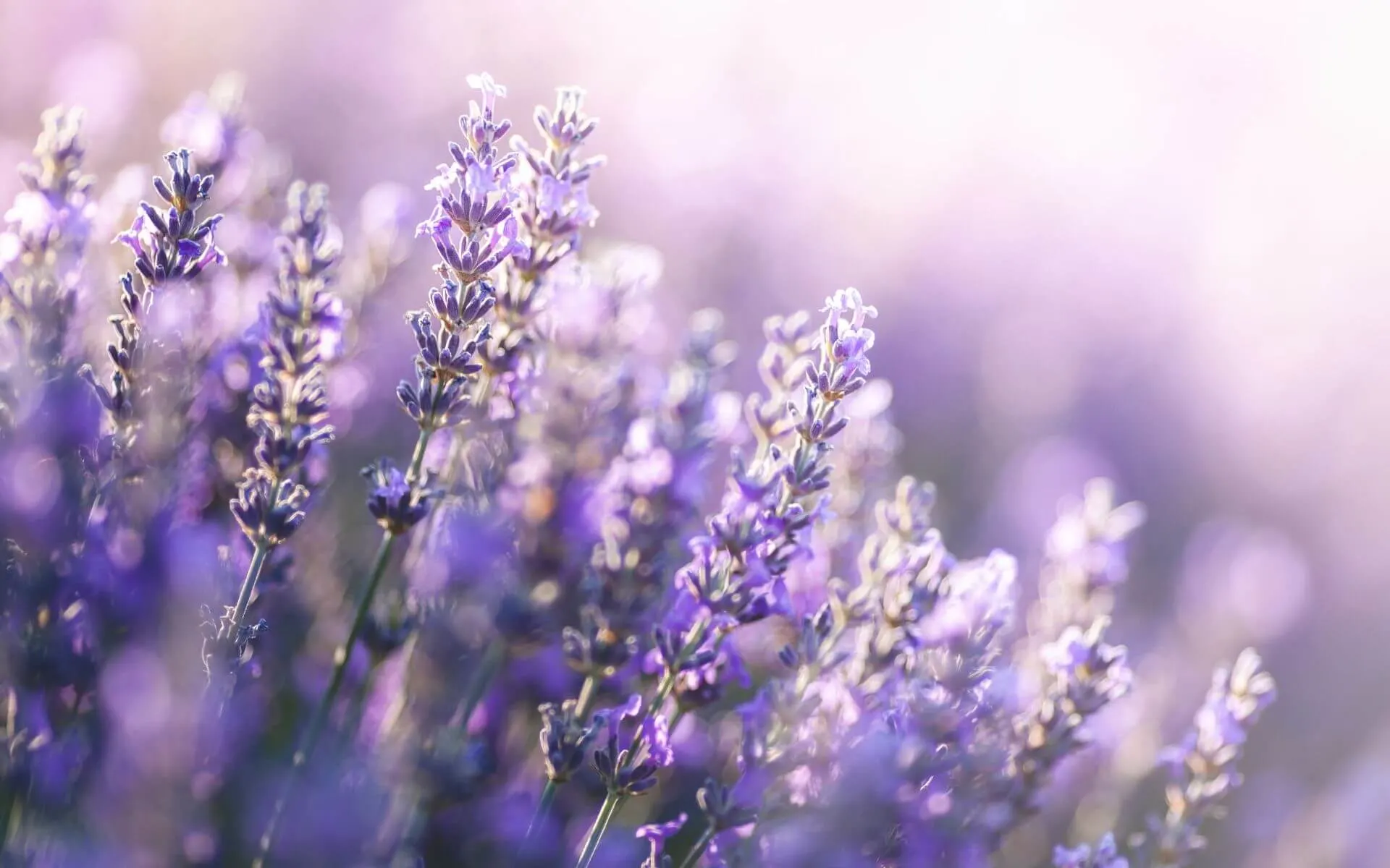 blogimage lavender