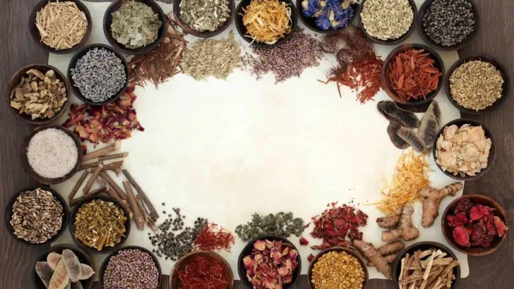 Pflanzenkraft: 8 starke Helfer für mehr Wohlbefinden