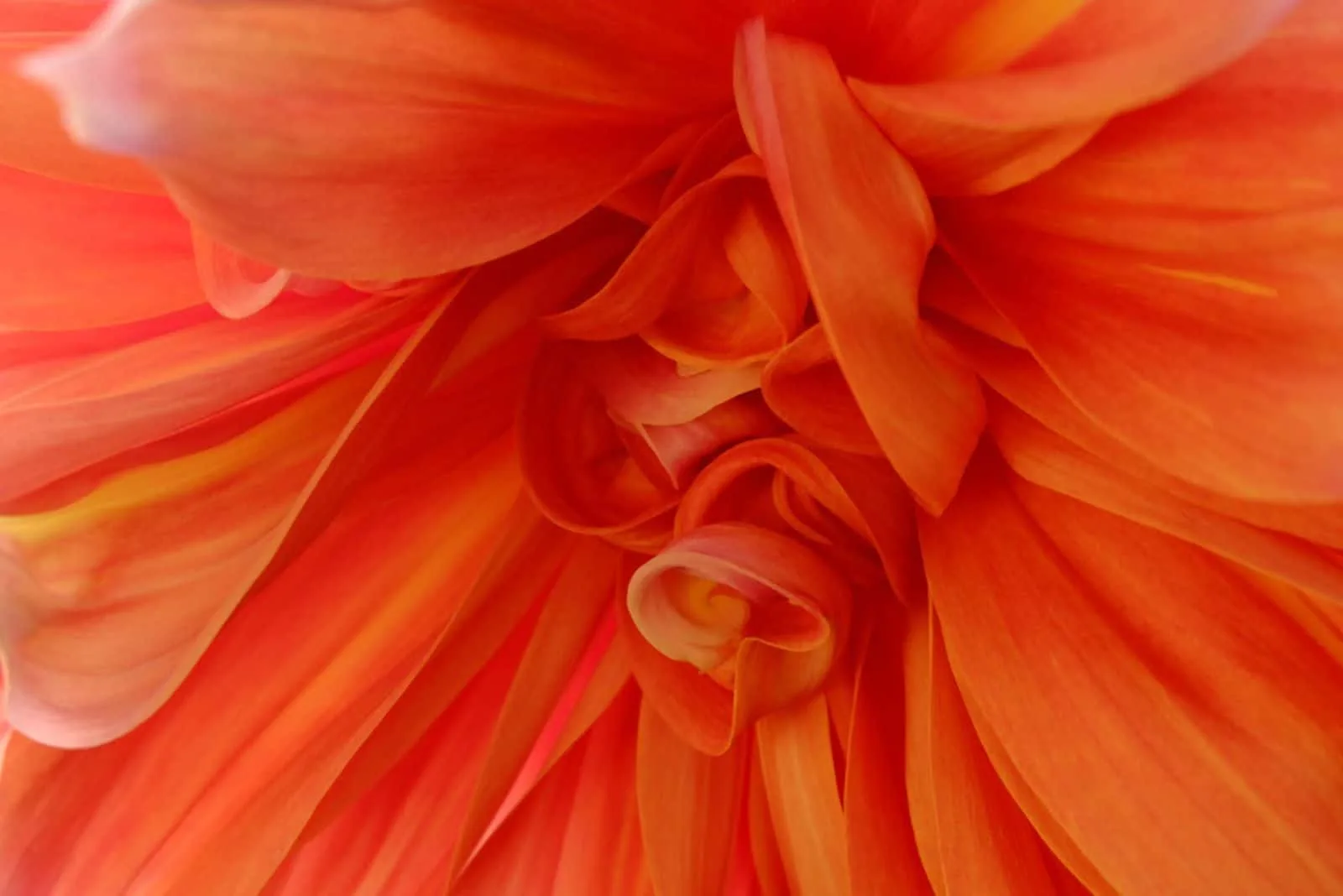 Schließen Sie herauf und vergrößern Sie Blütenblattblume mit orange und rotem Farbton
